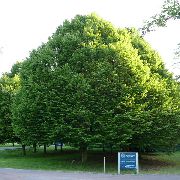 grænt Planta Hornbeam (Carpinus betulus) mynd