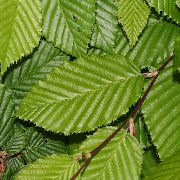 verde Planta Carpe (Carpinus betulus) foto
