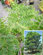 grön Växt Kentucky Kaffeträd (Gymnocladus dioicus) foto