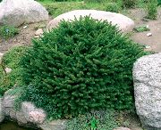 grænt Planta Birdsnest Greni, Noregur Greni (Picea abies) mynd