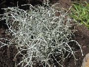 сребрнаст Биљка Јастук Бусх (Calocephalus brownii) фотографија