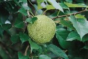 grænt Planta  (Maclura pomifera) mynd
