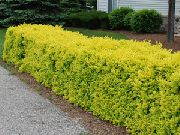 galben Plantă Privet, Privet De Aur (Ligustrum) fotografie