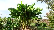 žalias augalas  (Musa basjoo) nuotrauka