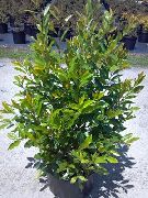 zelená Rastlina  (Prunus caroliniana) fotografie