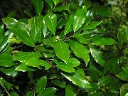 zielony Roślina  (Prunus caroliniana) zdjęcie