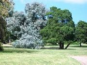srebrnast Biljka  (Eucalyptus cinerea) foto