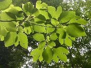 vert Plante  (Sassafras albidum) photo