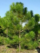 grön Växt  (Pinus eldarica) foto