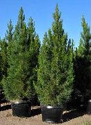 vihreä Kasvi  (Pinus eldarica) kuva