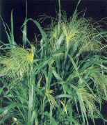 ornamental grasses Millet Panicum