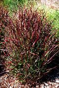 ornamental grasses Millet Panicum
