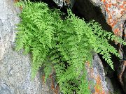 світло зелений Рослина Міхурник (Cystopteris) фото