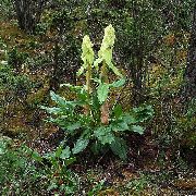 светло зелено Растение Ревен, Pieplant, Га Хуанг (Rheum) снимка