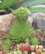 világos zöld Növény Rosularia  fénykép