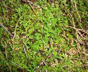 绿 卉 春天的草地穗苔，瑞士石松 (Selaginella apoda) 照片