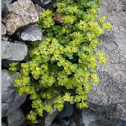 lysegrønn Anlegg Golden Saxifraga (Chrysosplenium) bilde
