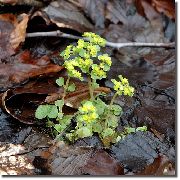 claro-verde Planta Saxifrage Oro (Chrysosplenium) foto