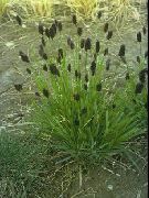 verde Planta Azul Moor-Grass (Sesleria) foto