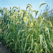 verde Planta Foxtail Millet (Setaria) foto