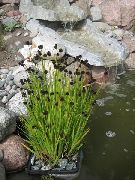 світло зелений Рослина Ситник (Juncus) фото