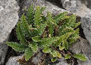 зелен Растение Rustyback Папрат, Ръждиво-Назад Папрат, Лющеща Spleenwort (Ceterach) снимка