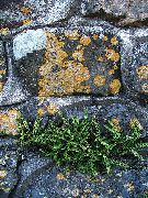 grøn Plante Rustyback Bregne, Rustne-Back Bregne, Skællende Spleenwort (Ceterach) foto