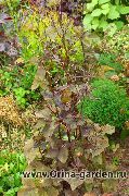 Mitsu-Ba, Japanese Honeywort, Japanese Steinselja burgundy, claret Planta