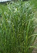 светло зелено Растение Spartina, Трева Prairie Кабел  снимка