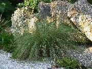 жарығы жасыл Өсімдіктер Spartina  фото