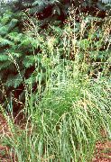 šviesiai žalia augalas Spartina Vejos, Prerijų Laidas Žolė  nuotrauka