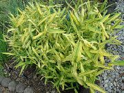 Dvärg Vit Rand Bambu, Kamuro-Zasa gul Växt