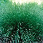 žalias augalas Sporobolus, Prerijų Dropseed  nuotrauka