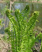 зелений Рослина Страусник (Matteuccia, Pteris nodulosa) фото