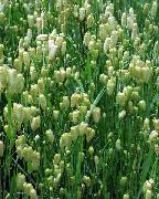 зелен Растение Сълзица (Briza) снимка