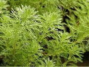 зелена Биљка Папагај Перо, Парротфеатхер Вода Хајдучке Траве (Myriophyllum) фотографија