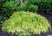 Hakone Gras, Japanese Skógur Gras multicolor Planta