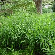 緑色 プラント スパングル草、野生オート麦、北の海のオートムギ (Chasmanthium) フォト