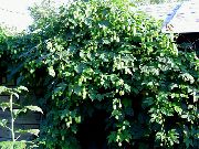 zaļš Augs Apinis (Humulus lupulus) foto