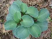 Groblad Lilja ljusblå Växt