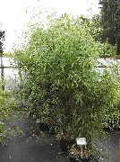 žalias augalas Bambukas (Phyllostachys) nuotrauka