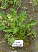 grön Växt Vatten Groblad (Alisma) foto