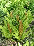 ornamental grasses Flowering fern  Osmunda