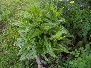 зелена Биљка Крвави Доцк, Црвено-Веинед Док, Блоодворт (Rumex sanguineus) фотографија