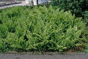 žalias augalas Vyras Papartis, Skydas Papartis, Rudenį Papartis (Dryopteris) nuotrauka