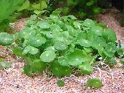 зелена Биљка Вхорлед, Вода Пенниворт, Долларвеед, Манифловер Мочвара Пенниворт (Hydrocotyle umbellata) фотографија