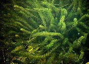 žalias augalas Anacharis, Kanados Elodėja, Amerikos Waterweed, Deguonies Piktžolių (Elodea canadensis) nuotrauka
