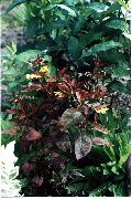 бордо, цларет Биљка Љубичаста Фрингед Дренак (Lysimachia ciliata 'Purpurea') фотографија