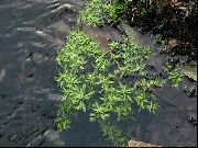 verde Planta Água-Starwort (Callitriche palustris) foto