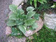 verde Planta Bugloss Siberian, Falso Esquecer-Me-Not, Perene Esquecer-Me-Not (Brunnera) foto